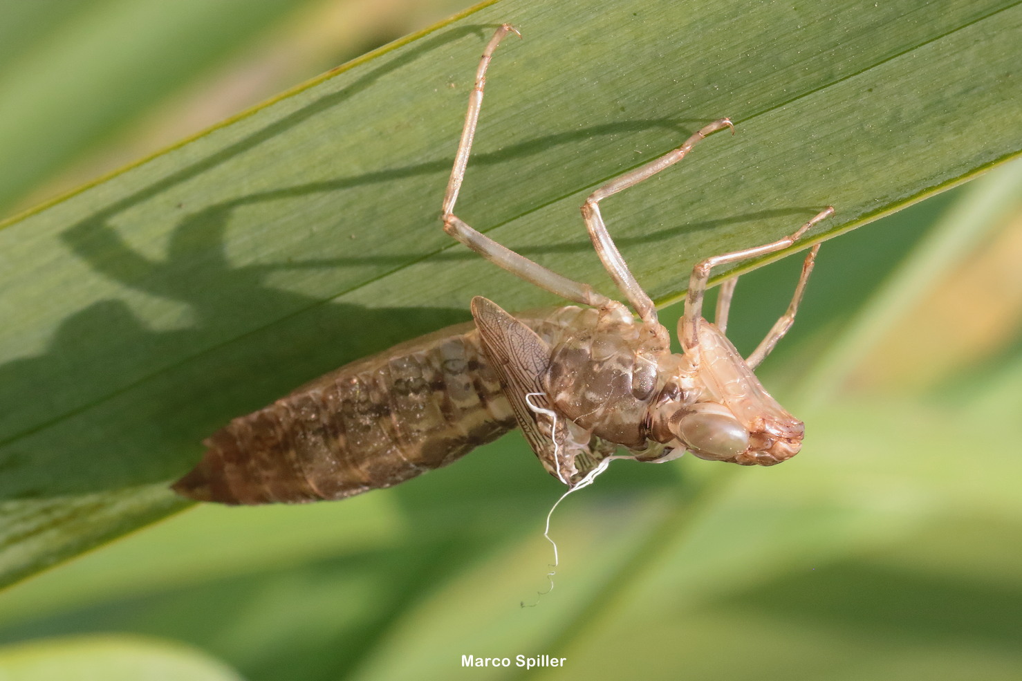 Exuvia: Anax imperator ?